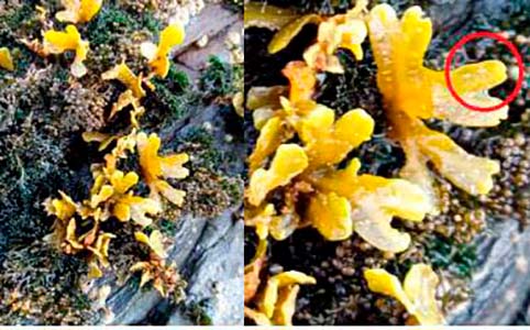 Fucus spiralis Fucus spiralis