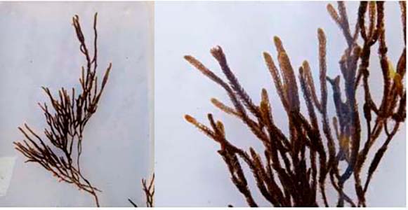 Cladostephus spongiosus Cladostephus spongiosus