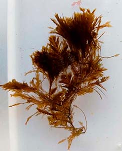 Halopteris scoparia Halopteris scoparia