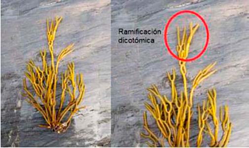 Bifurcaria bifurcata Bifurcaria bifurcata