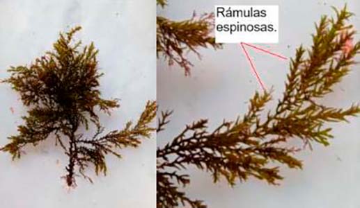 Cystoseira tamariscifolia Cystoseira tamariscifolia