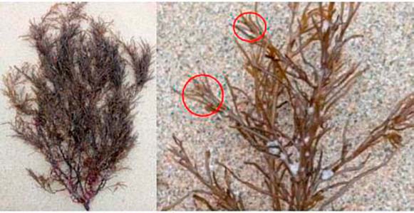 Cystoseira myriophylloides Cystoseira myriophylloides