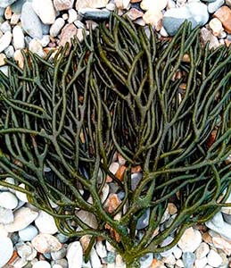 Codium fragile Codium fragile