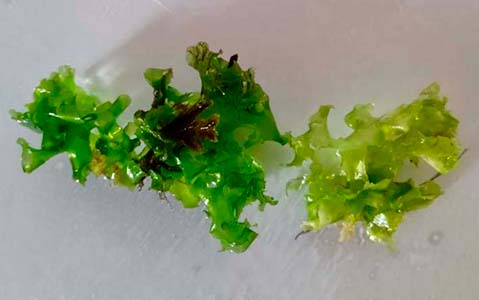 Ulva lactuca Ulva lactuca